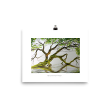 Load image into Gallery viewer, Backwater Tree, Print (8x10)